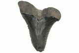 Bargain, Snaggletooth Shark (Hemipristis) Tooth #211652-1